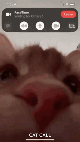 Cat Funny GIF