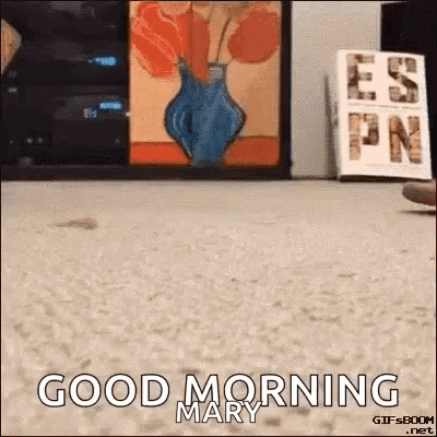 Cat Funny GIF