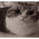 Cat Funny Sticker