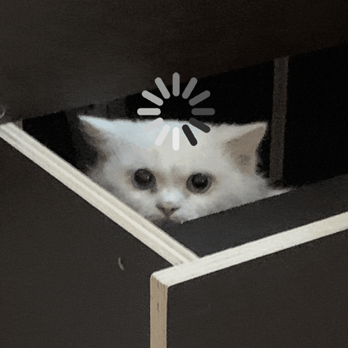Cat Funny Stupid Loading Reloading Frozen GIF