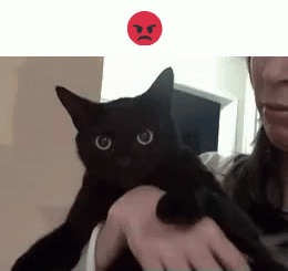 Cat Funny GIF