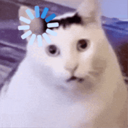 Cat Funny GIF