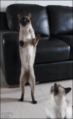 Cat Funny GIF. This 308 x 498 animated GIF is part of our lady and the tramp siamese cats collection. Related themes include cat, funny. Created by…
