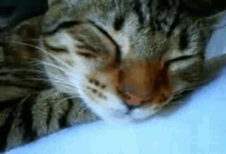 Cat Funny GIF