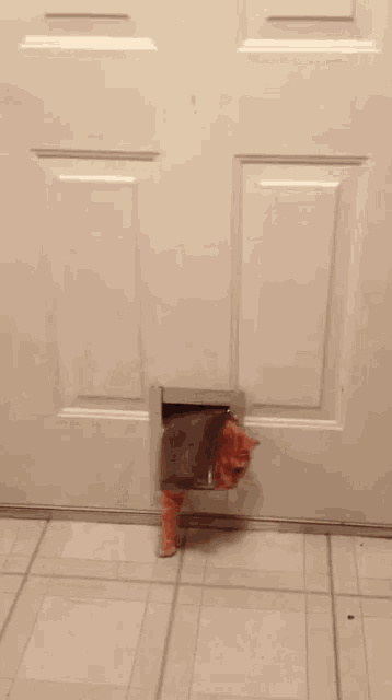 Cat Garfield Fat GIF
