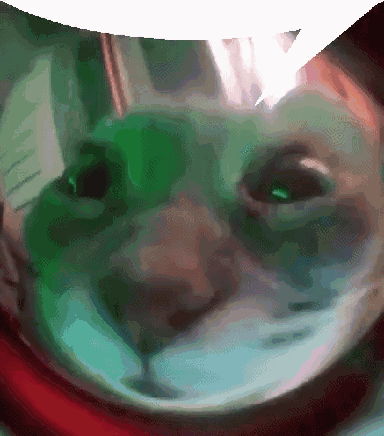 Cat Gatto GIF