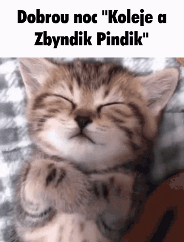 Cat GIF