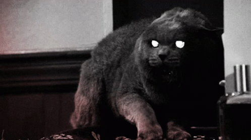 Cat Getting Mad Hissing GIF
