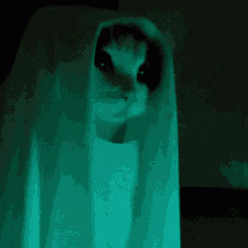 Cat Ghost GIF. This 498 x 498 animated GIF is part of our hantu collection. Created by presence61. View the original animation, share it, or browse related…