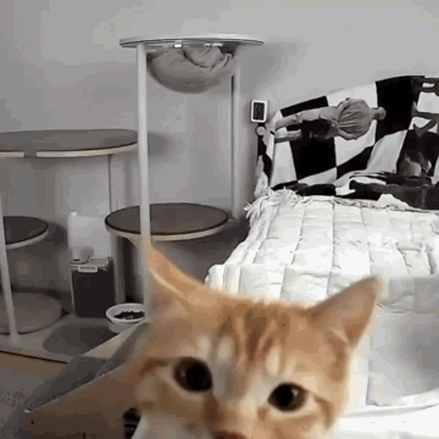 Cat Glass GIF