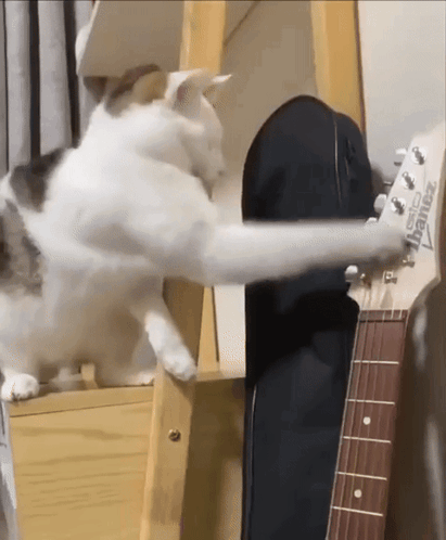 Cat Guitar GIF