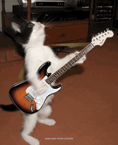 Cat Guitar GIF