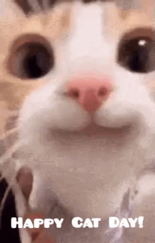 Cat Happy Cat Day GIF