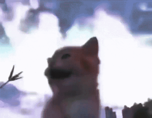 Cat Happy GIF