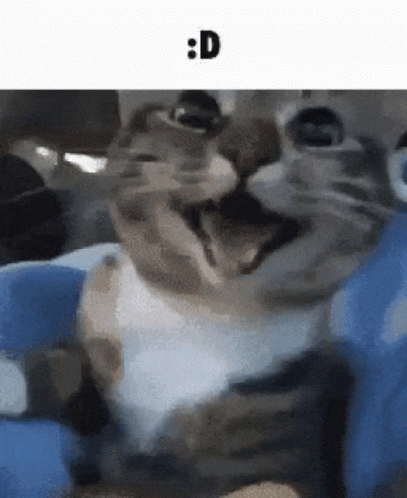Cat Happy GIF
