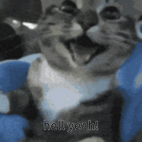 Cat Happy GIF