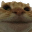 Cat Happy Sticker