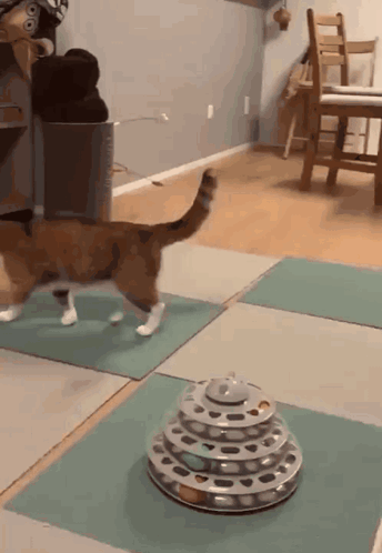 Cat Head Pat GIF