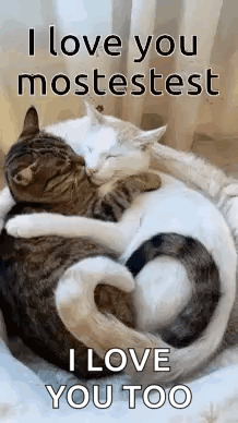 Cat Heart Sleeping GIF