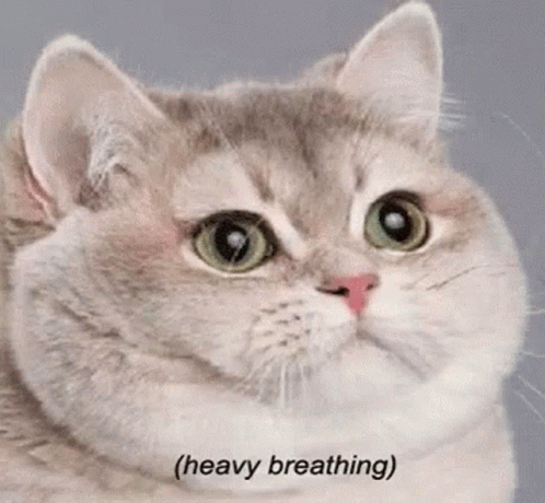 Cat Heavy Breathing GIF