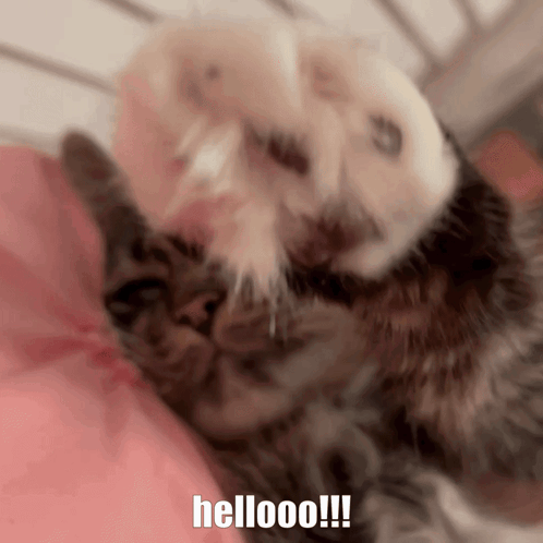 Cat Hello Cat GIF