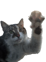 Cat Hello Sticker