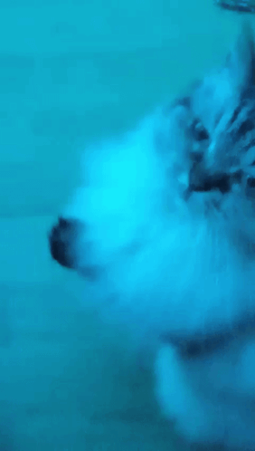 Cat Hello GIF