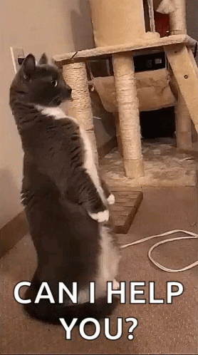 Cat Help GIF