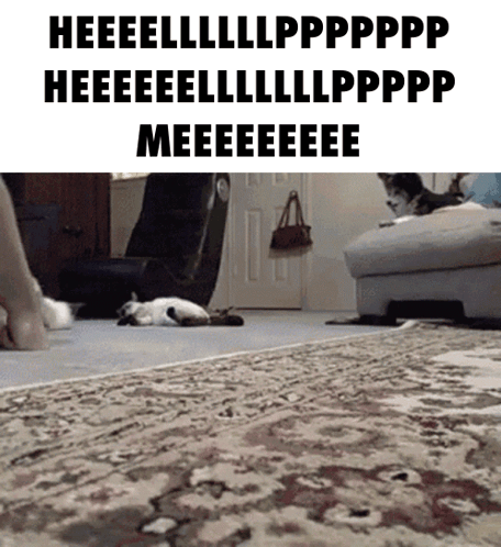 Cat Help Me GIF