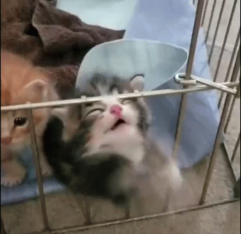 Cat Helpless GIF