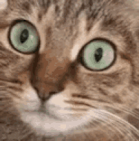 Cat Hiccup GIF
