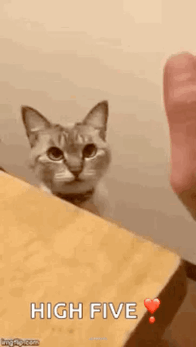Cat High GIF