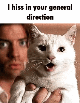 Cat Hissing GIF