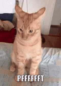 Cat Hmph GIF