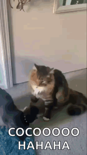 Cat Hug GIF