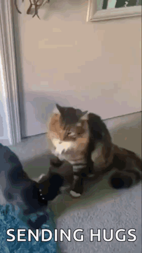 Cat Hug GIF