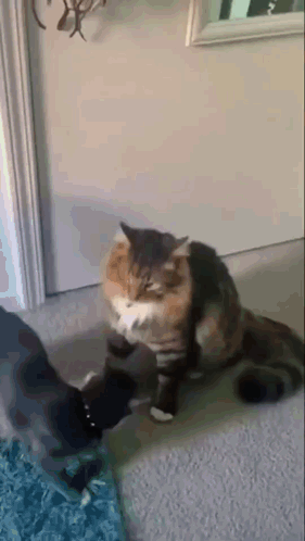 Cat Hug GIF. This 281 x 498 animated GIF is part of our hug meme collection. Created by specialz. View the original animation, share it, or browse related…