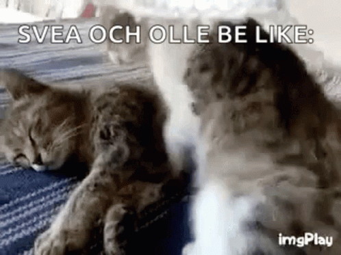 Cat Hug GIF. This 498 x 373 animated GIF is part of our hug meme collection. Related themes include cat. Created by Farligtt. View the original animation…