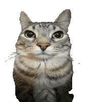 Cat Hugs Sticker