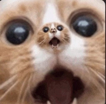 Cat Huh GIF