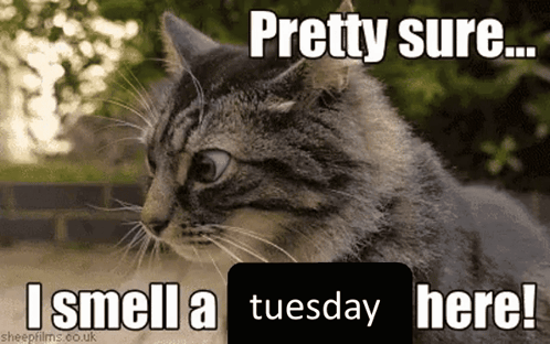 Cat I Smell A Tuesday GIF