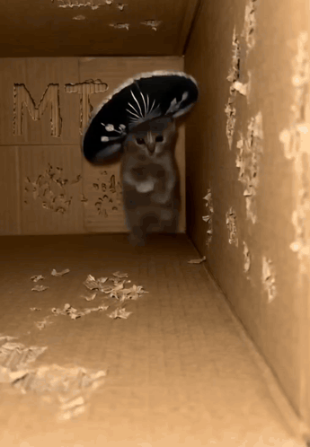 Cat Ia Ia Car GIF