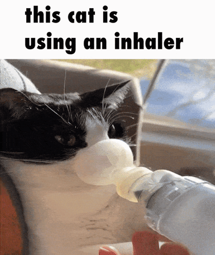 Cat Inhaler GIF
