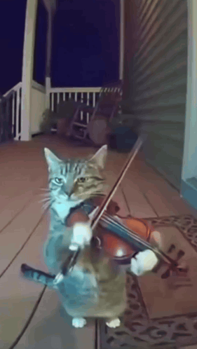 Cat Instrumental GIF