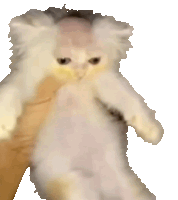 Cat Sticker