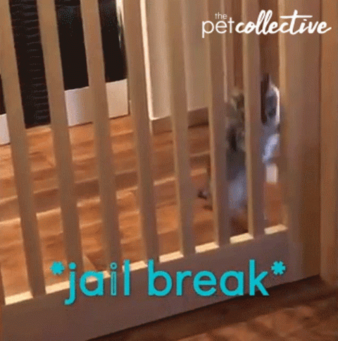 Cat Jailbreak GIF