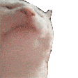 Cat Jam Sticker