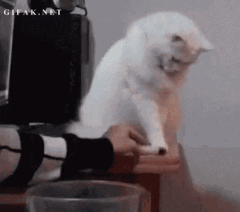 Cat Jerk GIF
