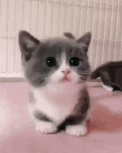 Cat Jjk GIF