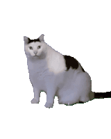 Cat Sticker